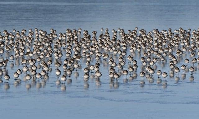 Características clave de la plataforma Flock