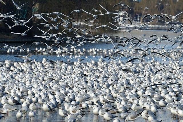 Beneficios del uso⁢ de ⁢Flock en equipos de trabajo