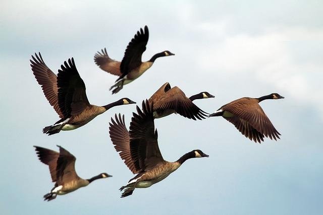 Flock
